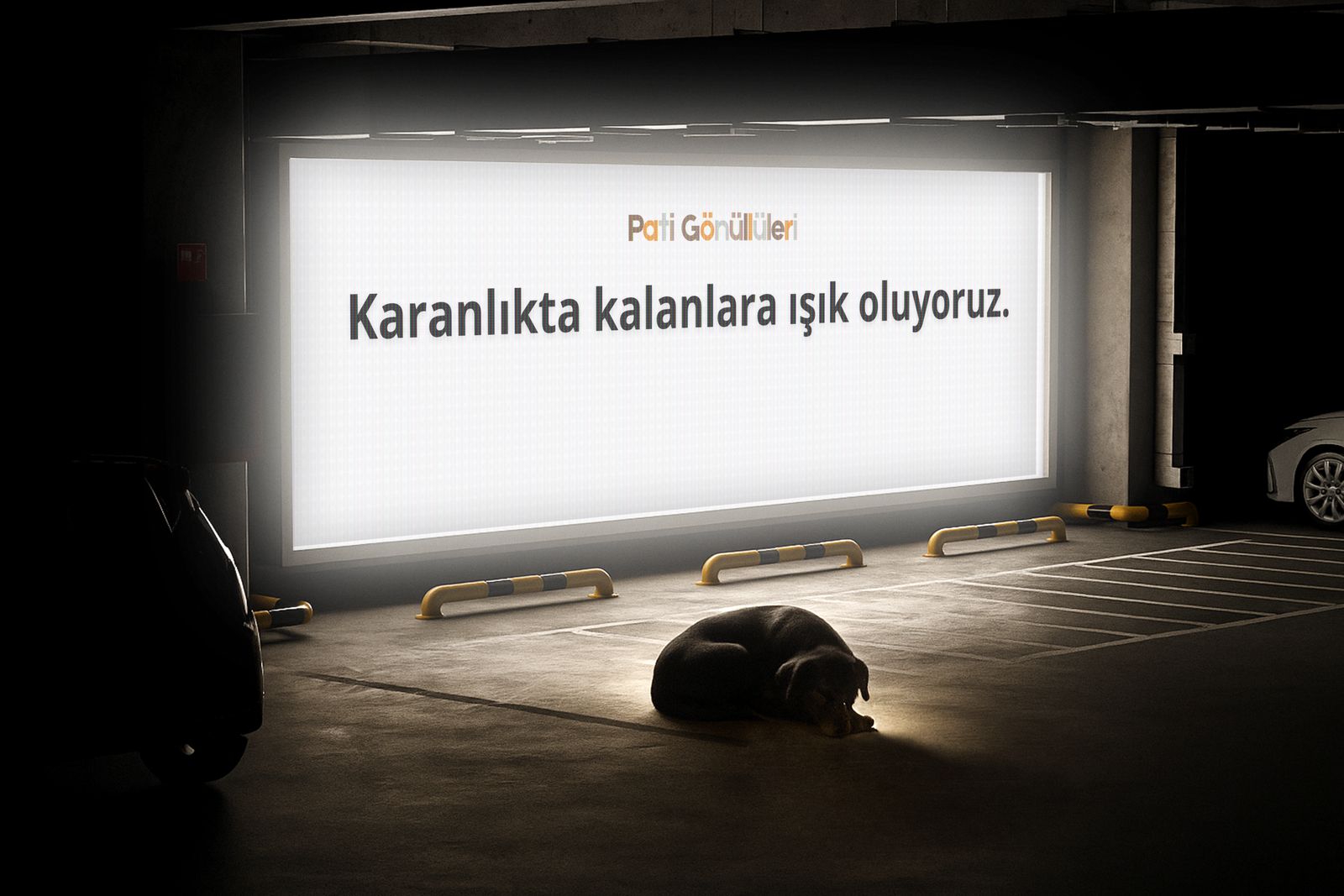 Sokak Canları İçin Dijital Umut Köprüsü: "Pati Gönüllüleri" Her Patiye Bir Yuva Arıyor!